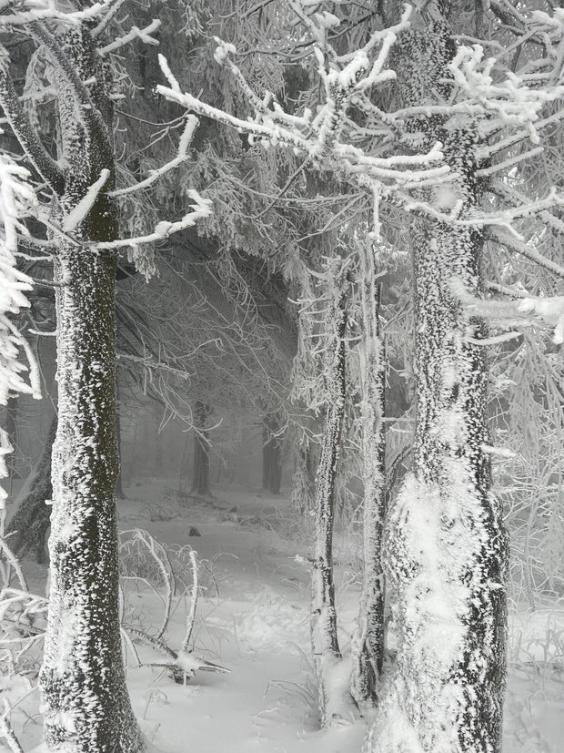 <h2>Winter-Schutz für Profis</h2>